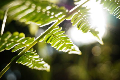 Close-up of fern leaves on tree