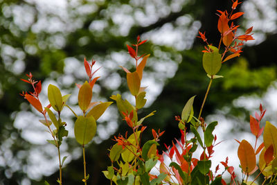 Close-up of flowers blooming on plant