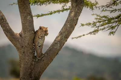 Leopard on tree trunk