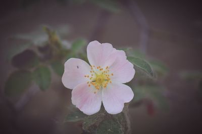 Close-up of pink flower