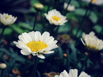 Close-up of white daisy