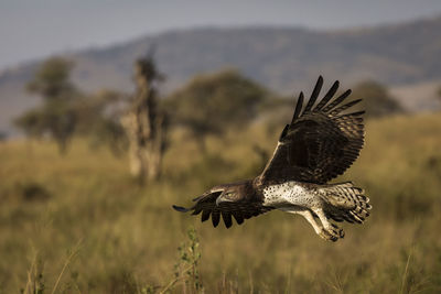 Bird flying in a field