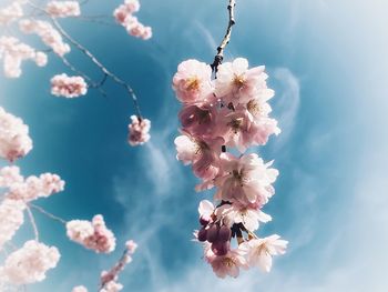 Close-up of pink cherry blossoms against sky