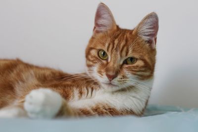 Close-up portrait of a cat