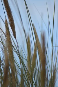 Close-up of stalks against the sky