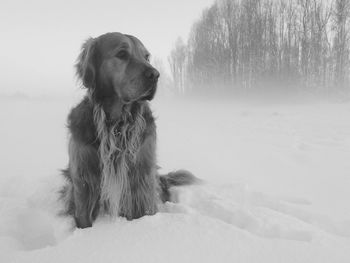 Dog on snow covered field