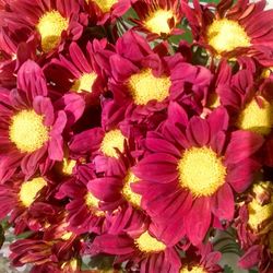 Full frame shot of pink flowers