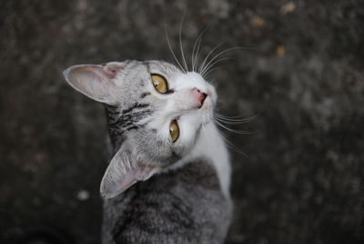 Close-up of cat