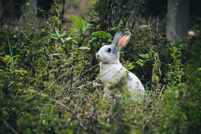 View of an animal on field