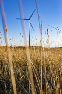 Colorado wind farm located on wheat field