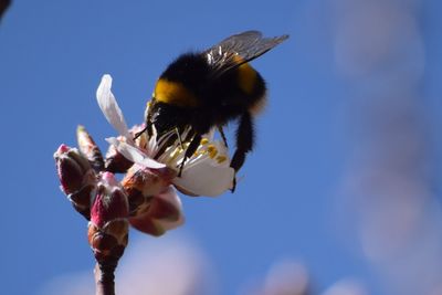 Close-up of bee on flower