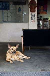 Portrait of dog sitting on seat