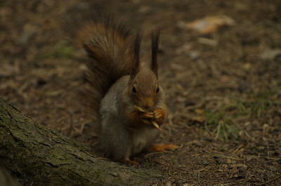 Squirrel sitting on a field