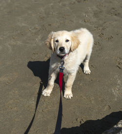 Golden retriever puppy dog at play on the beach in north, wales uk