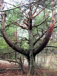 Trees in forest