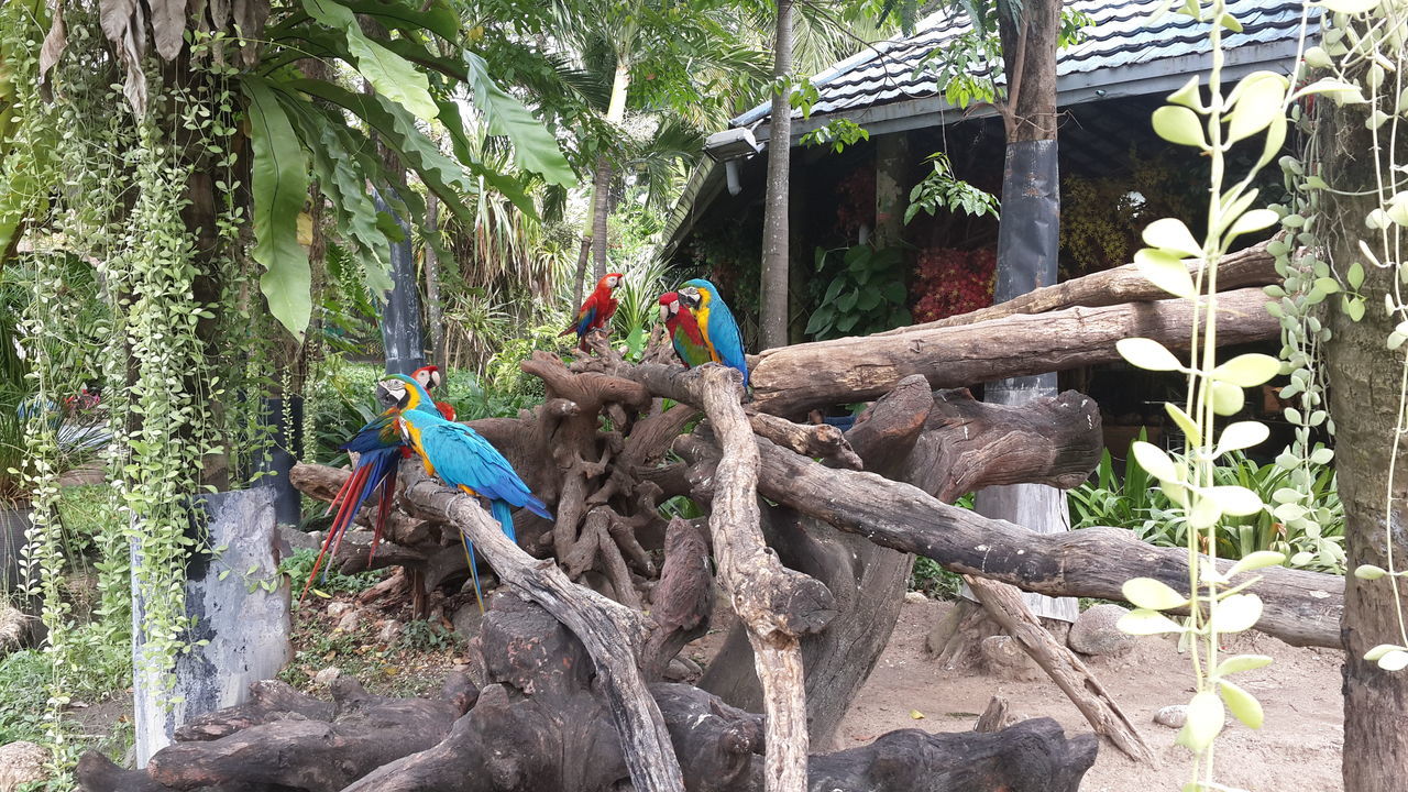 plant, tree, nature, jungle, day, bird, growth, parrot, outdoors, zoo, animal, land, forest, garden, no people, animal themes, green, animal wildlife