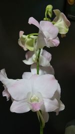 Close-up of white rose blooming outdoors