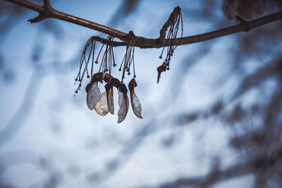 Low angle view of branch against sky