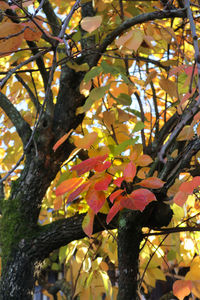 Low angle view of flower tree