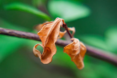 Close-up of dry leaves on plant