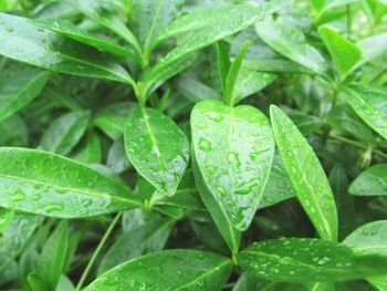 Close-up of raindrops on leaves