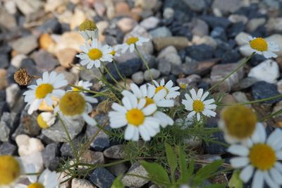 Close-up of white daisy blooming in field