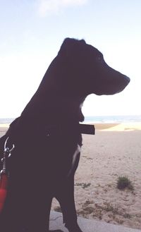 View of a dog at beach