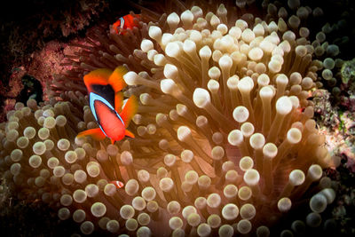 Close-up of fish in sea