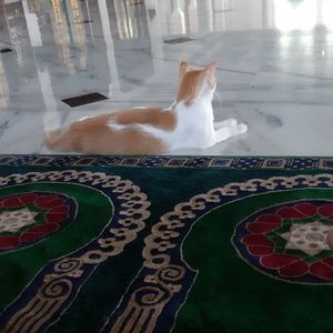 Cat sitting on a carpet