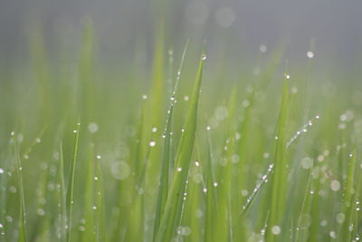 Close-up of wet grass