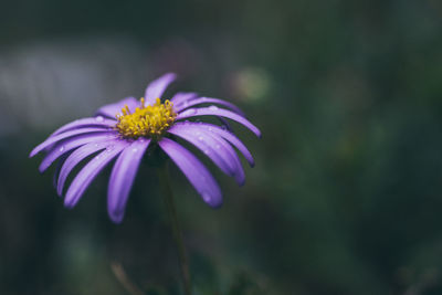 Close-up of purple flowering plant