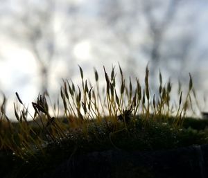 Close-up of grass against sky