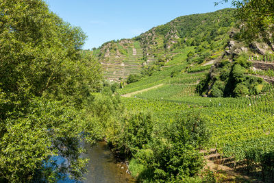 Scenic view of agricultural landscape against sky