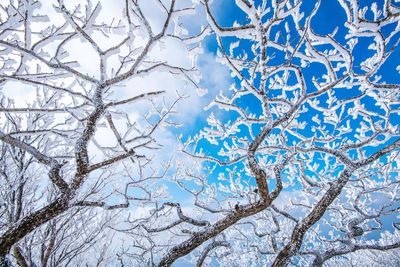 Low angle view of frozen tree against sky