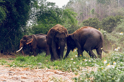 Elephant in park