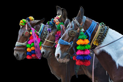 Close-up of multi colored decoration hanging against black background