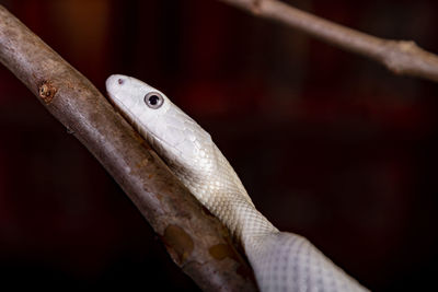 Close-up of lizard