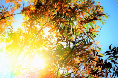 Low angle view of tree against orange sky