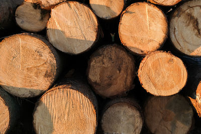 Full frame shot of logs in forest