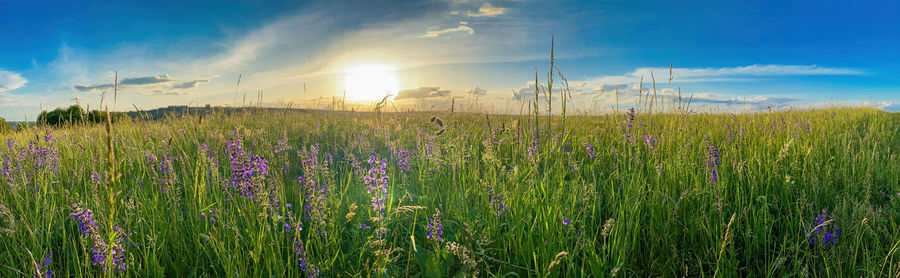 Plants growing on field against bright sky