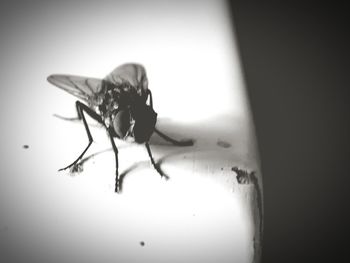 Close-up of fly on table