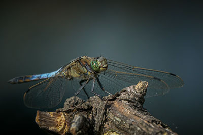 Close-up of dragonfly on rock