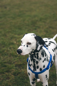 High angle view of dog standing on grassy field