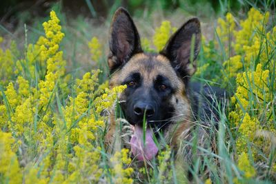 Portrait of a dog on field