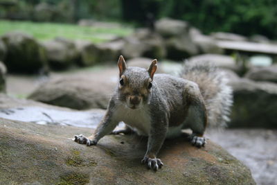 Close-up of squirrel on rock