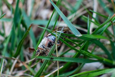 Close-up of insect on blade of grass