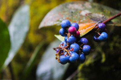 Close-up of berries growing on tree