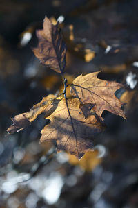 Close-up of dry maple leaves