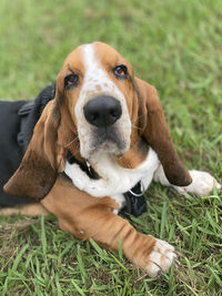 Basset hound look-blues look