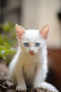 Portrait of kitten sitting outdoors